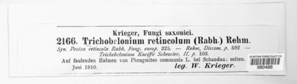 Trichobelonium image